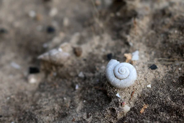 Ancient shells in the soil and sand — Stock Photo, Image