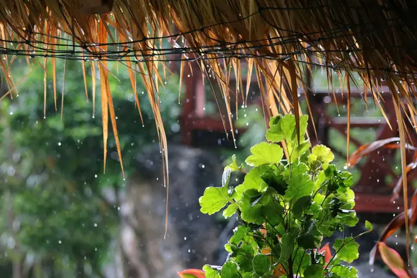 Das Dach der Bambushütte, Sonnenschirme und Regen am Strand — Stockfoto