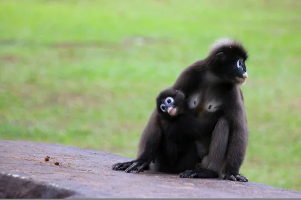 Mono de hojas o langur oscuro está amamantando al bebé en el jardín — Foto de Stock