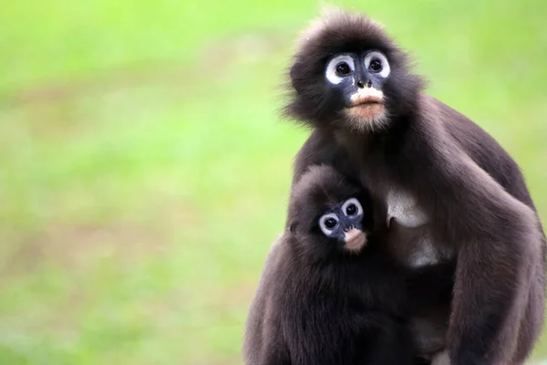El mono de la hoja está amamantando al bebé con enfoque selectivo —  Fotos de Stock
