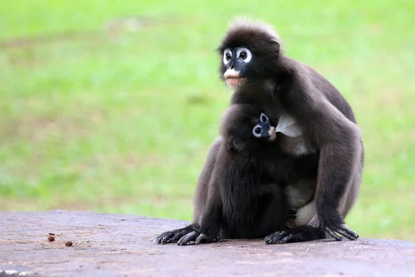 El mono de hojas o el langur oscuro está amamantando al bebé con focos selectivos — Foto de Stock