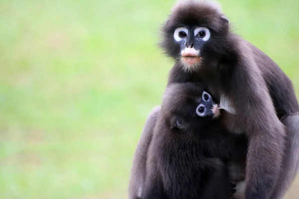 Mono de hojas o langur oscuro está amamantando al bebé en el jardín —  Fotos de Stock