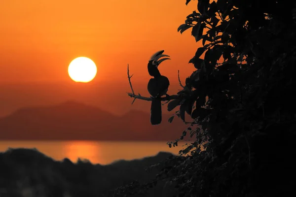 東洋のパイド サイチョウ赤い空の夕焼けと鳥 — ストック写真