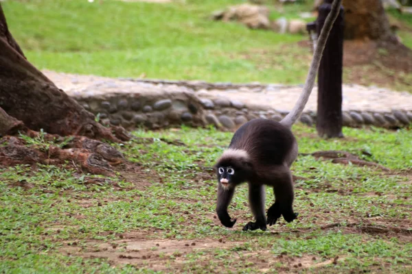 Atardecer Langur o monos de hoja corriendo por el suelo en el jardín —  Fotos de Stock