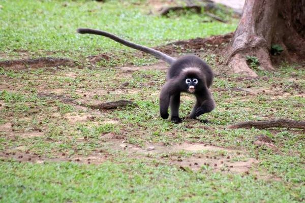 Dusky Langur ou macacos de folha correndo no chão no jardim — Fotografia de Stock