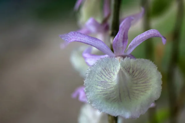 Bahçedeki güzel mor orkide çiçeği — Stok fotoğraf