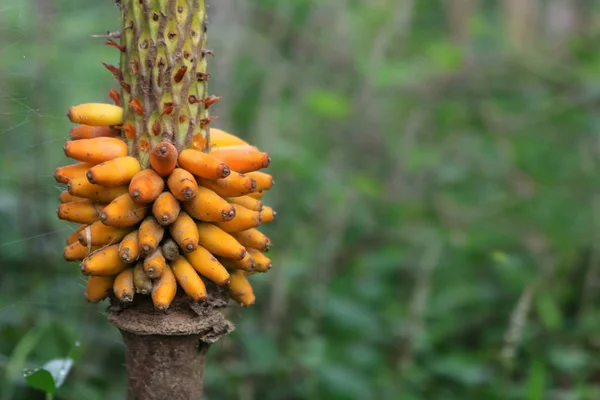 Sarı tohum ve bahçede Konjac bitkisinin çiçek