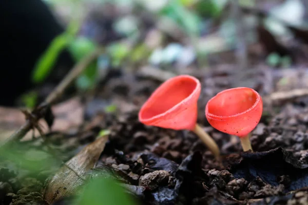 Pink Burn Cup mushroom on the ground in the rainforest — Stock Photo, Image