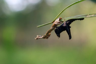 Bahçedeki yaprakları altında siyah çekirge.