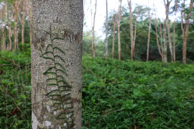 Asma veya ağaç üzerinde sürünen bitki dağcı