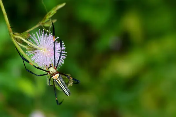Spider osensitive eller sömnig växt i trädgården. — Stockfoto