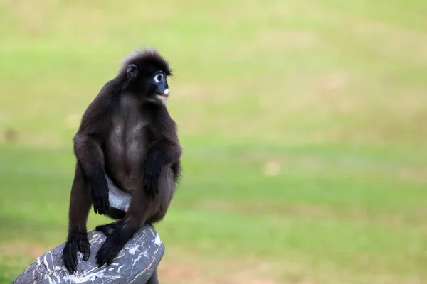 Animaux sauvages dans le jardin, singe des feuilles ou langur sombre — Photo