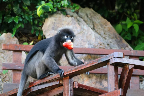 Les animaux sauvages mangent des fruits du touriste les nourrir — Photo