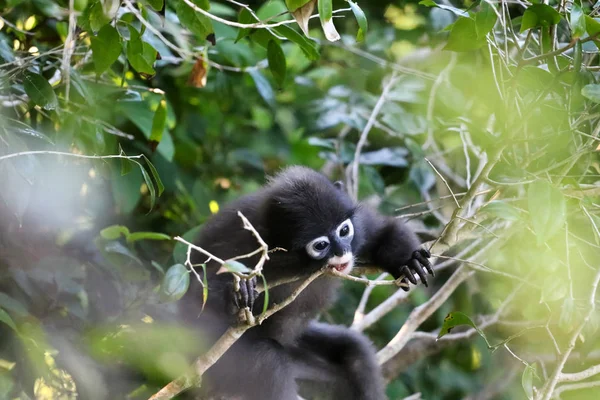 Fehérfarcsíkú Langur eszik hagy eső erdőben, Thaiföld — Stock Fotó