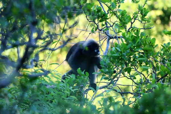 猴子或黑糊糊的叶猴在雨林里吃树叶 — 图库照片