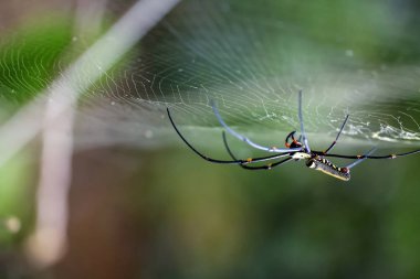  Bahçedeki weblerde güzel örümcek 