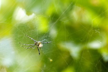  Bahçe doğa arka planda weblerde güzel örümcek
