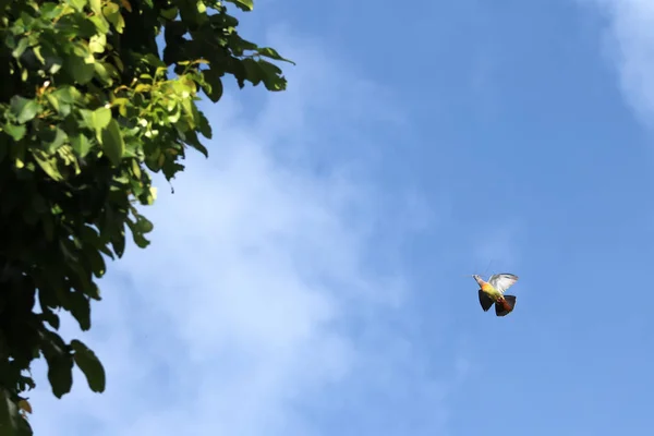 Rosafarbene Taubenvögel fliegen mit Zweigen zum Nistplatz — Stockfoto