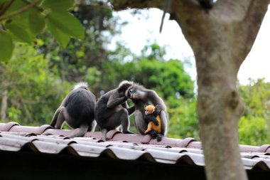 Yaprak maymunlar bakım sarı bahçedeki yabani hayvanlar ve bitkiler t bebeksin