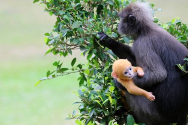 Gölgeli Langur çoğu bahçe bakım sarı bebek