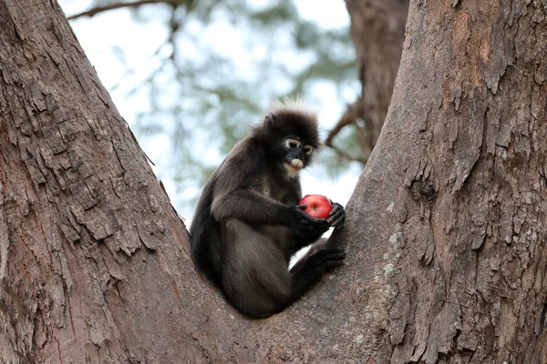 Dzikie zwierzęta jedzą owoce z turystycznych, karmić je, liść m — Zdjęcie stockowe