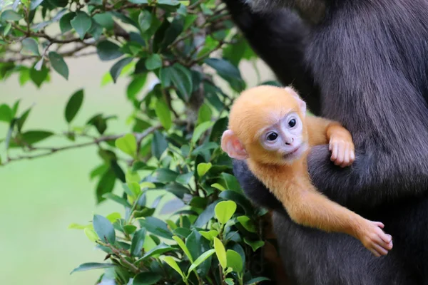 Gölgeli Langur veya yaprak maymunlar garde bakım sarı bebek vardır