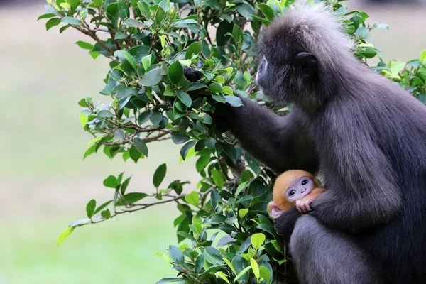 Gölgeli Langur çoğu bahçe bakım sarı bebek
