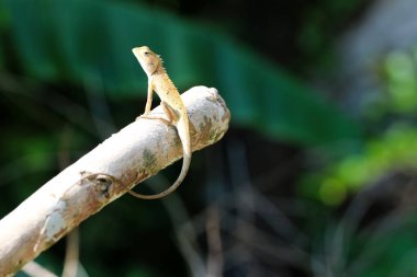 Kertenkele bir bahçede ağaç dalları üzerinde