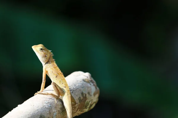 The lizards on tree branches in a garden — Stock Photo, Image