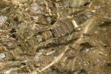 Kefal balık deniz altında güneş gölgeler ile sığ sularda