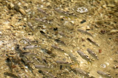 Kefal balık san üzerinde güneş gölgeler ile sığ deniz suları altında