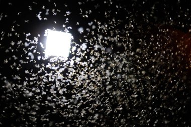 Ampulleri ahşap evde etrafında uçan güveler