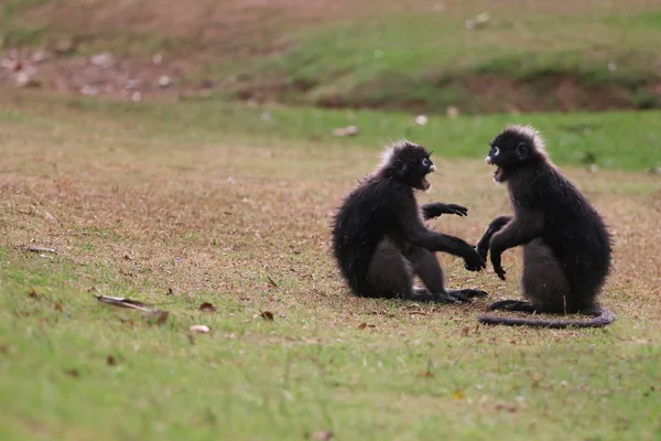 Листя мавпи або Дускі Лангур борються або кусаються на газоні — стокове фото