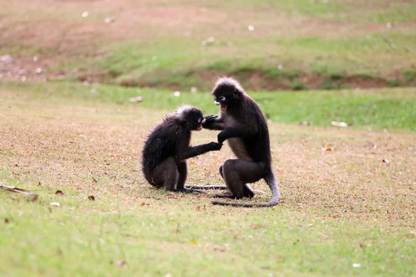 El mono de la hoja o el langur oscuro están luchando o mordiendo en el césped i — Foto de Stock
