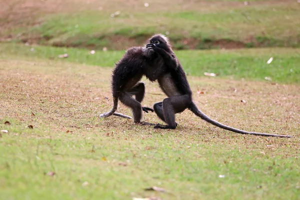 Singe feuille ou langur crépusculaire se battent ou mordent sur la pelouse i — Photo