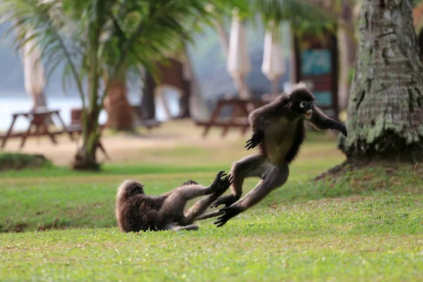 Singe feuille ou langur crépusculaire se battent ou mordent sur la pelouse i — Photo