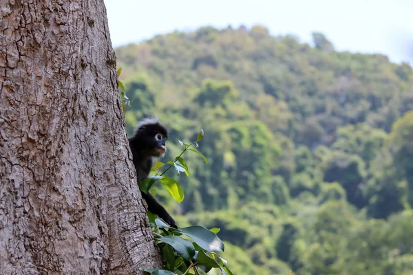 Animali selvatici, scimmia foglia o langur crepuscolare saltare sulle cime degli alberi — Foto Stock