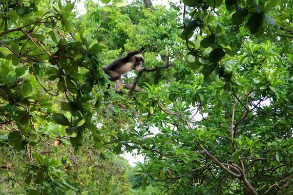 Wild animals,Leaf monkey or Dusky langur jumping on the treetops — Stock Photo, Image