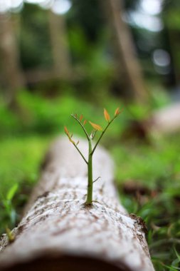 Trees that try to regenerate from  piece of wood  clipart