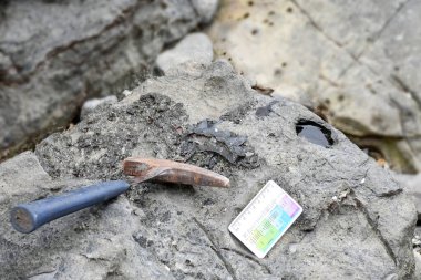 Tortul kayalarda bulunan fosiller, örneğin şist, kum taşı veya I