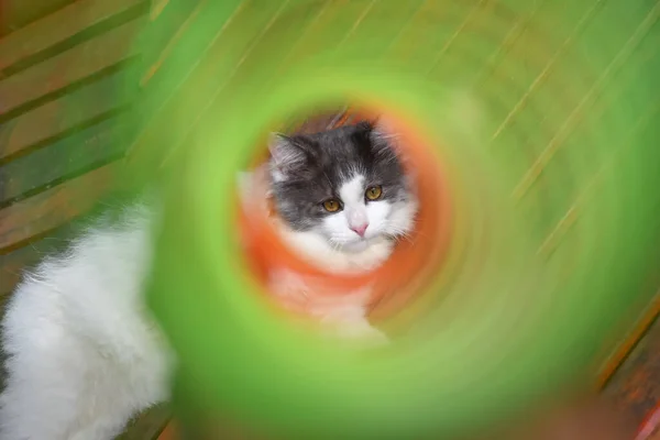Gato bonito jogando diversão com mola de brinquedo colorido no jardim — Fotografia de Stock