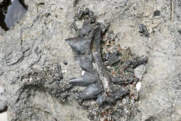 Fossilien, die in Sedimentgesteinen wie Schiefer, Sandstein oder — Stockfoto