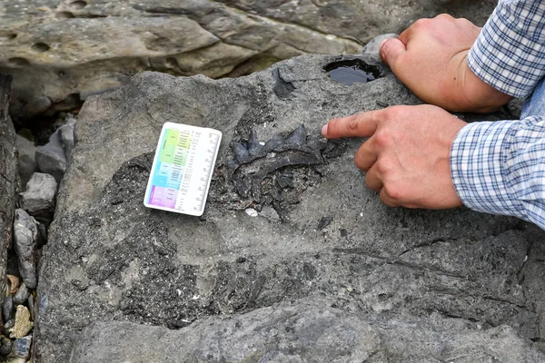Archeologové používají nástroje a vybavení k průzkumu fosilií — Stock fotografie