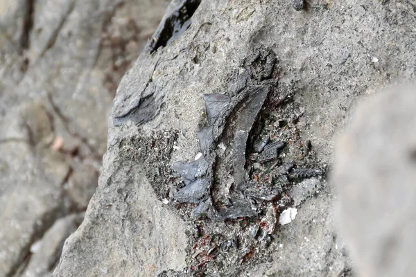 Archäologen erforschen Fossilien mit Werkzeugen und Geräten — Stockfoto