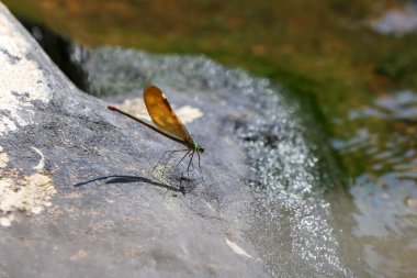 Kız böcekleri ya da yusufçuklar şelalede kayalıklarda kalırlar.