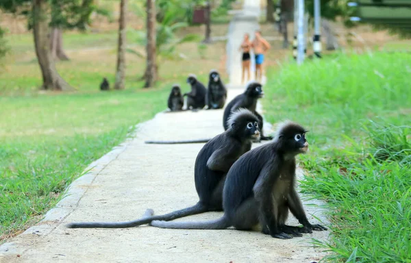 Mono Hojas Lánguido Oscurecido Sentado Pasarela Con Los Turistas Pie — Foto de Stock