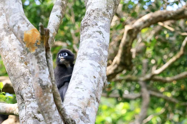 Listová Opice Nebo Dusky Skvostný Langur Sedí Stromě Tropickém Deštném — Stock fotografie