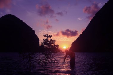 Mangrov ormanına ağaç diken bir adamın silueti. Sabahleyin, gün doğumunda, deniz kenarında..