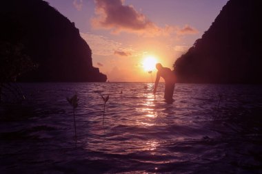 Mangrov ormanına ağaç diken bir adamın silueti. Sabahleyin, gün doğumunda, deniz kenarında..