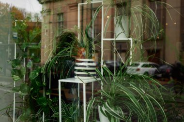 Tencerelerde yeşil çiçekler ve içinde arabalar olan şehrin yansıması.